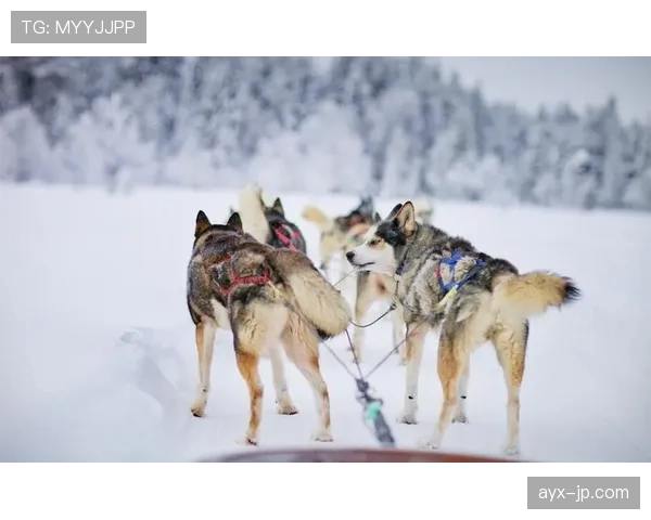 芬兰雪地训练营助力运动员状态回暖，冬季竞技表现显著提升